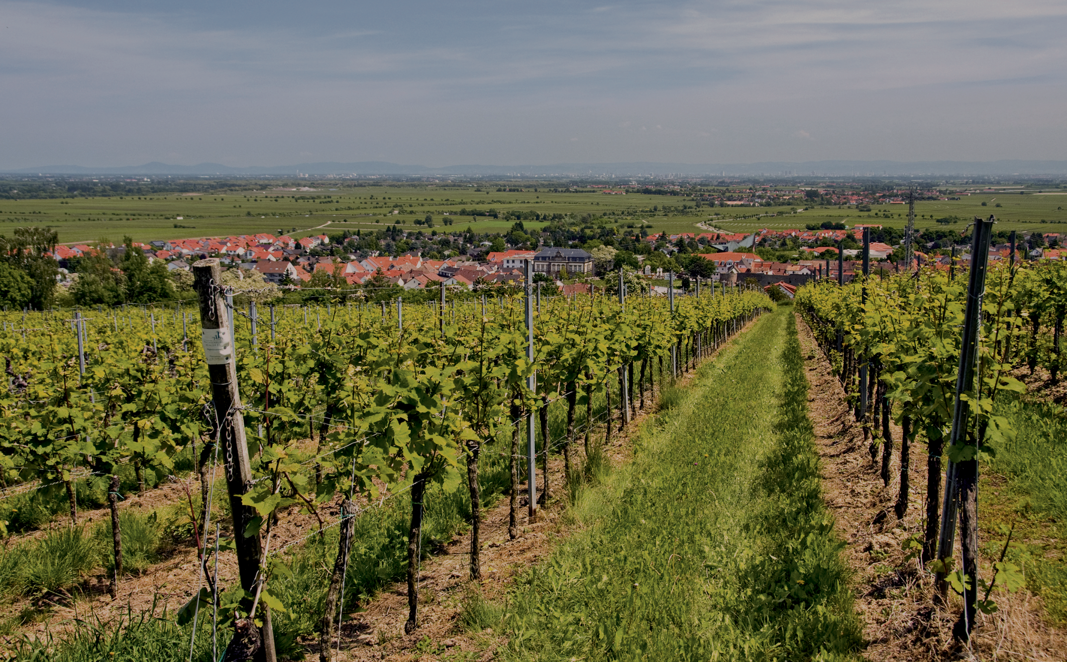 Polskie winnice<br/>pracujące na naszych maszynach