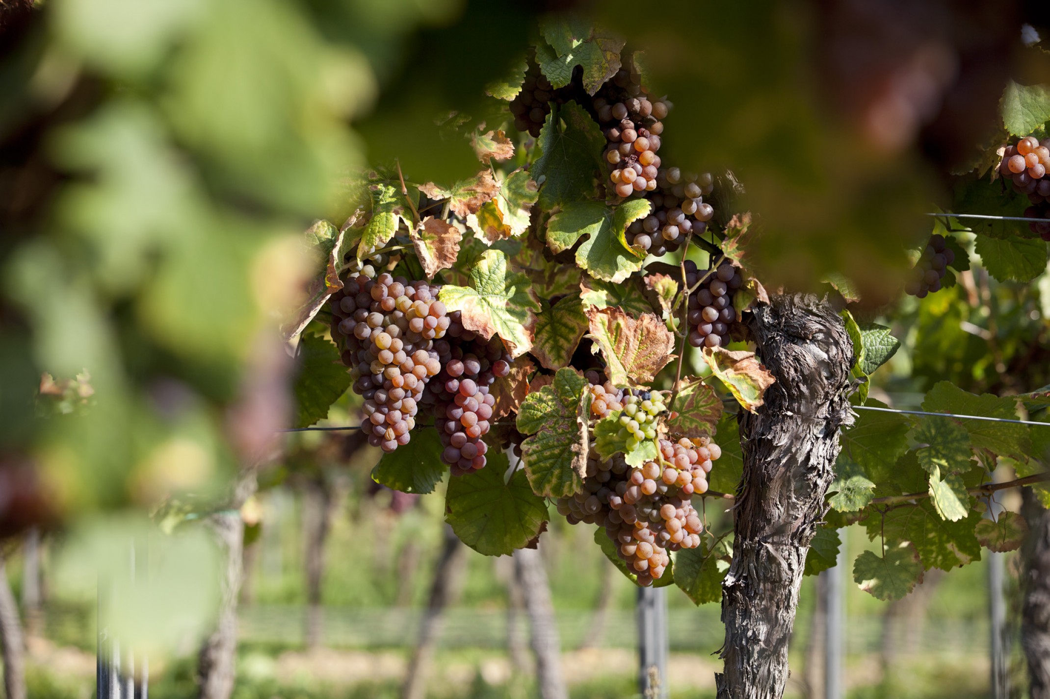 Szypułkarki do winogron