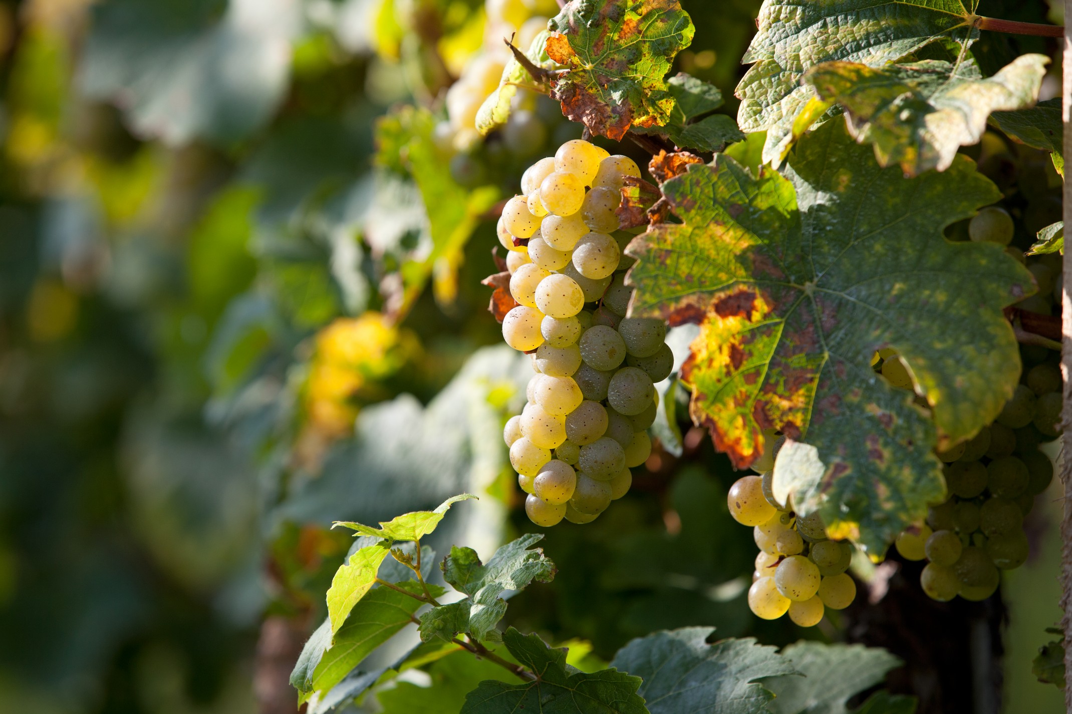 Kompleksowe wyposażenie winiarni