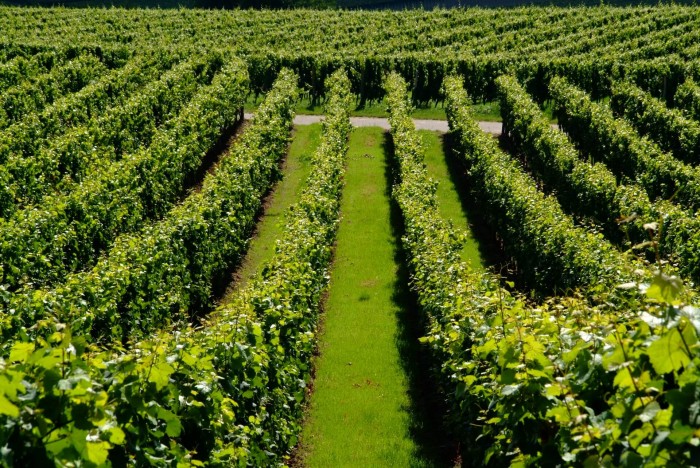 Winiarnie z naszym sprzętem